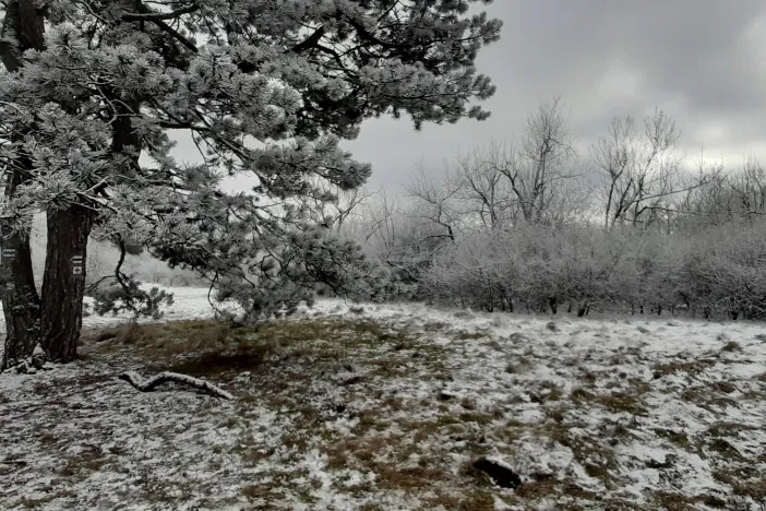Snow covered field